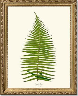 Brainea Insignis Botanical Wall Art Print-Charting Nature