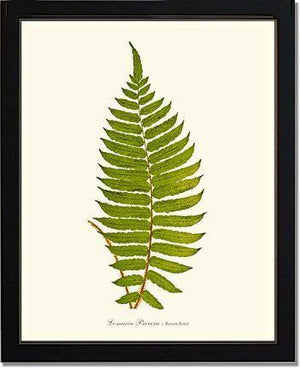 Lomaria procera Botanical Wall Art Print-Charting Nature