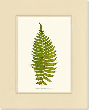 Lomaria procera Botanical Wall Art Print-Charting Nature