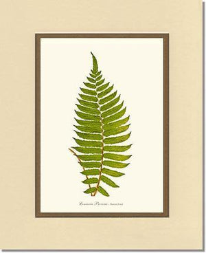 Lomaria procera Botanical Wall Art Print-Charting Nature