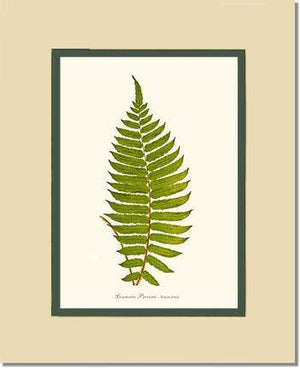 Lomaria procera Botanical Wall Art Print-Charting Nature
