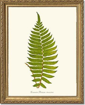 Lomaria procera Botanical Wall Art Print-Charting Nature