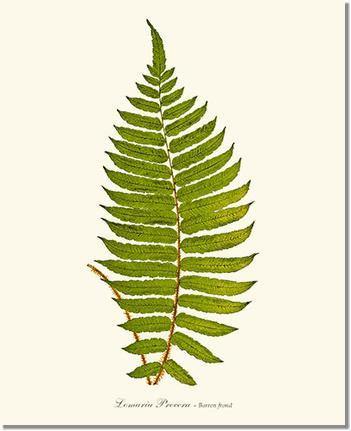 Lomaria procera | Vintage Botanical Fern Art Print