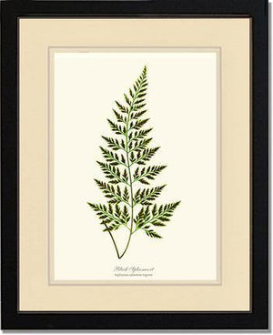 Black Spleenwort Fern Botanical Wall Art Print-Charting Nature