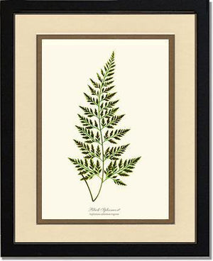 Black Spleenwort Fern Botanical Wall Art Print-Charting Nature