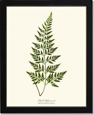 Black Spleenwort Fern Botanical Wall Art Print-Charting Nature