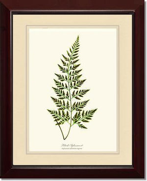 Black Spleenwort Fern Botanical Wall Art Print-Charting Nature