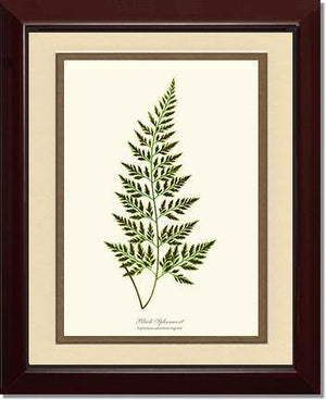 Black Spleenwort Fern Botanical Wall Art Print-Charting Nature