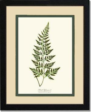 Black Spleenwort Fern Botanical Wall Art Print-Charting Nature