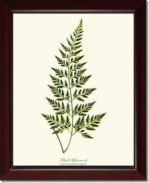 Black Spleenwort Fern Botanical Wall Art Print-Charting Nature