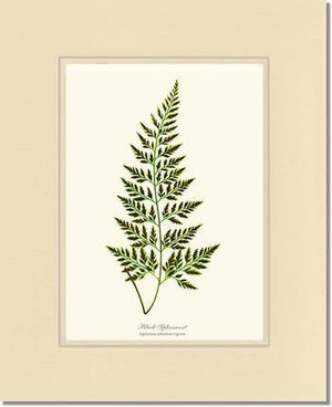 Black Spleenwort Fern Botanical Wall Art Print-Charting Nature