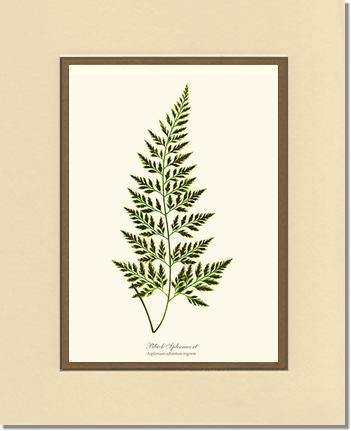 Black Spleenwort Fern Botanical Wall Art Print-Charting Nature