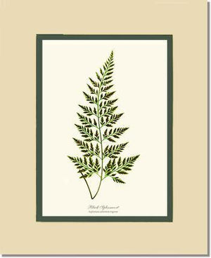 Black Spleenwort Fern Botanical Wall Art Print-Charting Nature