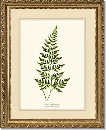 Black Spleenwort Fern Botanical Wall Art Print-Charting Nature