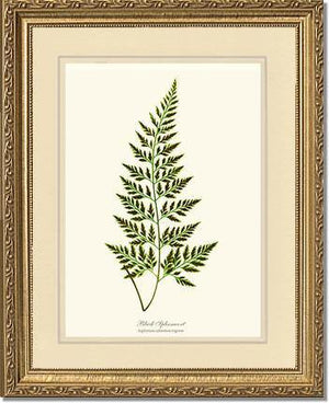 Black Spleenwort Fern Botanical Wall Art Print-Charting Nature