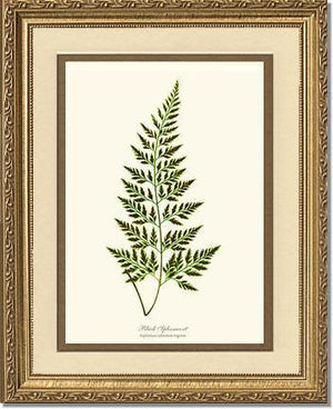 Black Spleenwort Fern Botanical Wall Art Print-Charting Nature