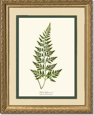 Black Spleenwort Fern Botanical Wall Art Print-Charting Nature