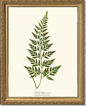 Black Spleenwort Fern Botanical Wall Art Print-Charting Nature