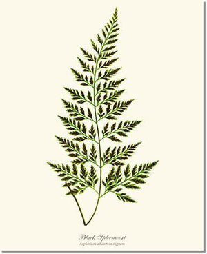 Black Spleenwort Fern Botanical Wall Art Print-Charting Nature