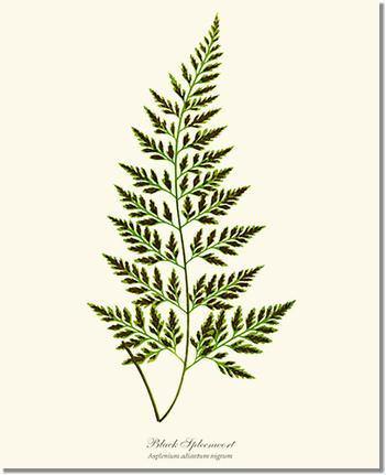 Black Spleenwort Fern