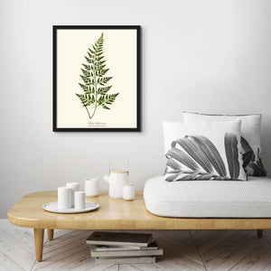 Black Spleenwort Fern Botanical Wall Art Print-Charting Nature