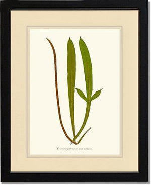 Lomaria patersoni Botanical Wall Art Print-Charting Nature