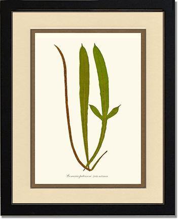 Lomaria patersoni Botanical Wall Art Print-Charting Nature