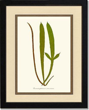 Lomaria patersoni Botanical Wall Art Print-Charting Nature