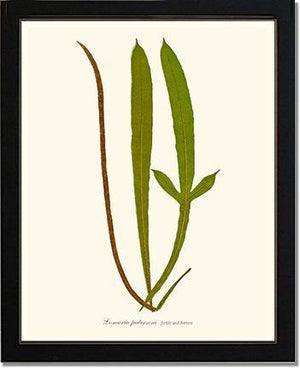 Lomaria patersoni Botanical Wall Art Print-Charting Nature