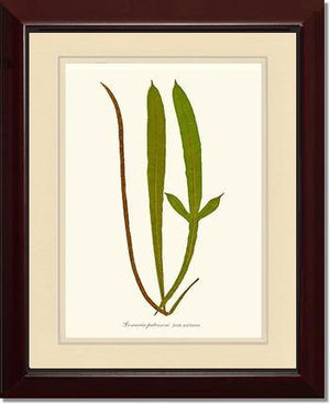 Lomaria patersoni Botanical Wall Art Print-Charting Nature