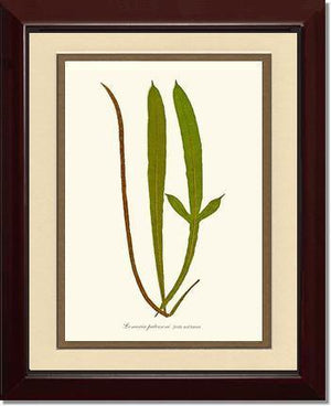 Lomaria patersoni Botanical Wall Art Print-Charting Nature