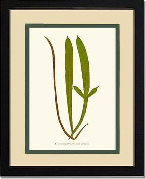 Lomaria patersoni Botanical Wall Art Print-Charting Nature