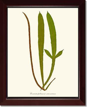 Lomaria patersoni Botanical Wall Art Print-Charting Nature