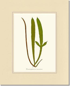 Lomaria patersoni Botanical Wall Art Print-Charting Nature
