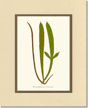 Lomaria patersoni Botanical Wall Art Print-Charting Nature