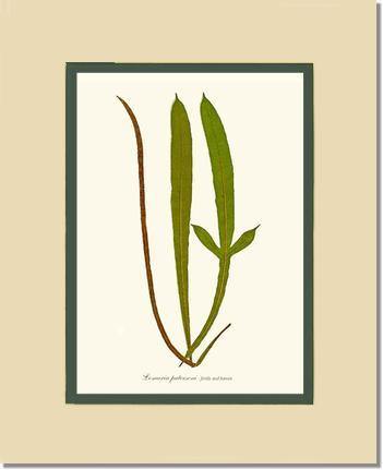 Lomaria patersoni Botanical Wall Art Print-Charting Nature