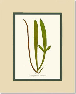 Lomaria patersoni Botanical Wall Art Print-Charting Nature