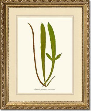 Lomaria patersoni Botanical Wall Art Print-Charting Nature