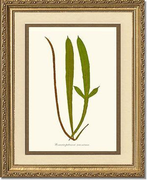 Lomaria patersoni Botanical Wall Art Print-Charting Nature