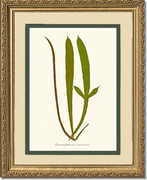 Lomaria patersoni Botanical Wall Art Print-Charting Nature