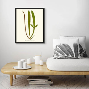 Lomaria patersoni Botanical Wall Art Print-Charting Nature