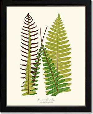 Lomaria discolor Botanical Wall Art Print-Charting Nature