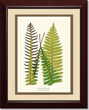Lomaria discolor Botanical Wall Art Print-Charting Nature