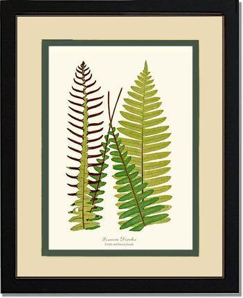 Lomaria discolor Botanical Wall Art Print-Charting Nature