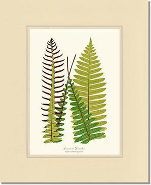 Lomaria discolor Botanical Wall Art Print-Charting Nature