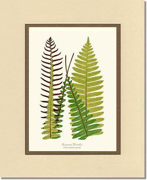 Lomaria discolor Botanical Wall Art Print-Charting Nature