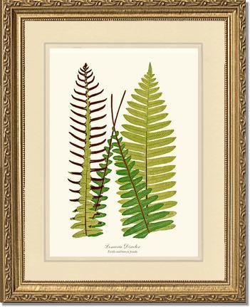 Lomaria discolor Botanical Wall Art Print-Charting Nature