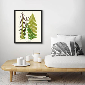 Lomaria discolor Botanical Wall Art Print-Charting Nature