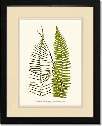 Lomaria punctulata Botanical Wall Art Print-Charting Nature