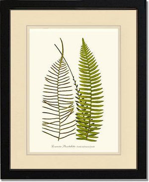 Lomaria punctulata Botanical Wall Art Print-Charting Nature
